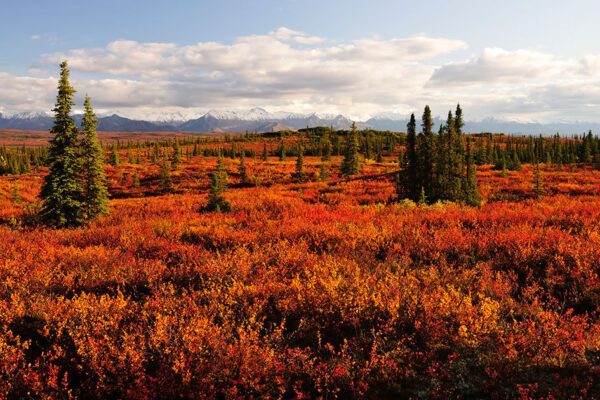 Kanada & Alaska - North of Normal (Kopie) – Bild 9