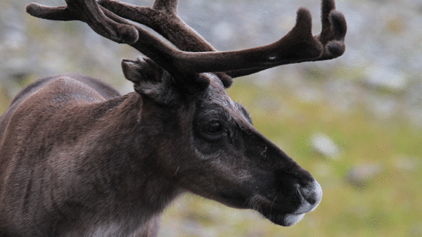 Durchs wilde Norwegen – Bild 4