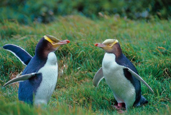 Neuseeland - Paradies am Ende der Welt? – Bild 4