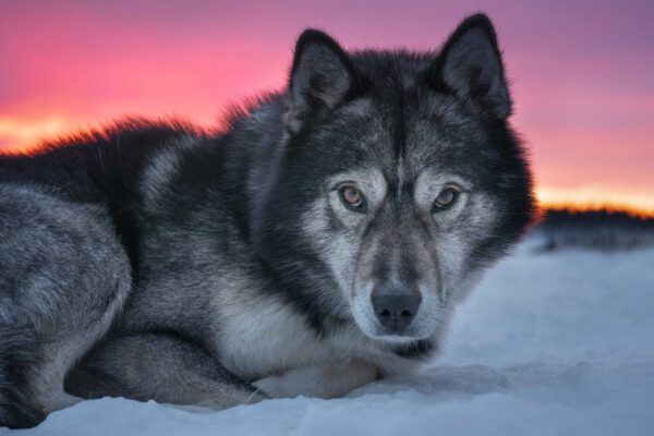 Europas hoher Norden - 2 Jahre Reiseabenteuer am Polarkreis – Bild 2