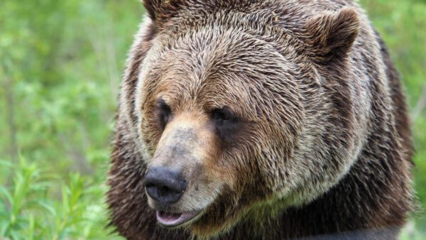 Rocky Mountains - Durchs wilde Herz Nordamerikas – Bild 6