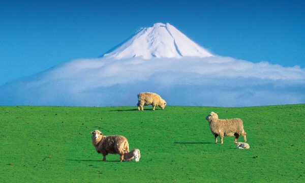 Neuseeland - Paradies am Ende der Welt? – Bild 8