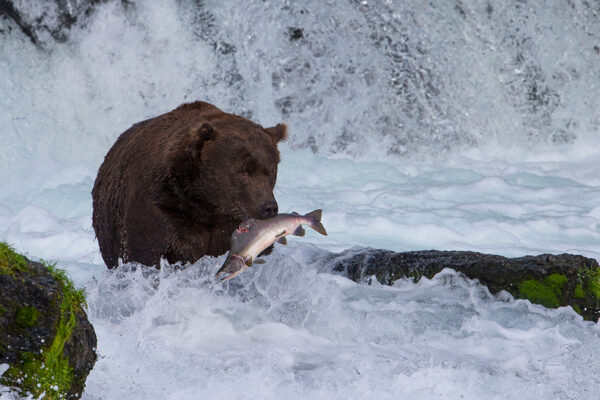 Kanada & Alaska - Zauber der Wildnis – Bild 7