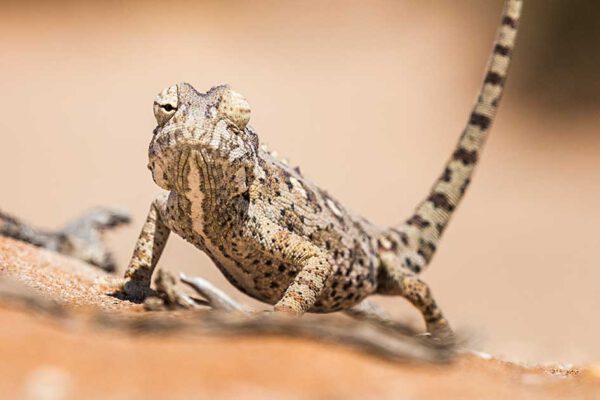Namibia - 10 Leben – Bild 3
