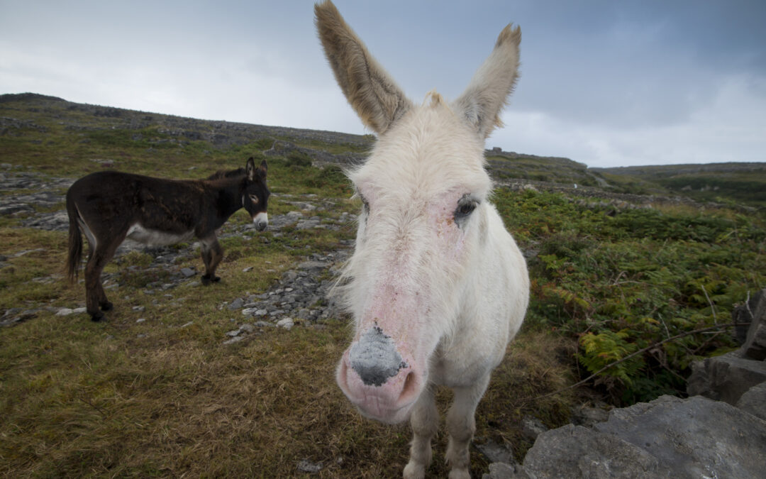 Trailer zur „Irland“-Reportage am 09.05. in Bonn