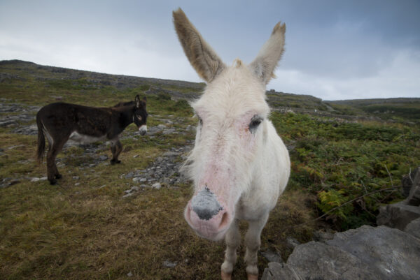 Irland - Die Magie der grünen Insel – Bild 13