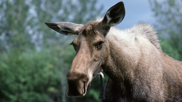 Kanada & Alaska - Der Ruf des Nordens – Bild 14