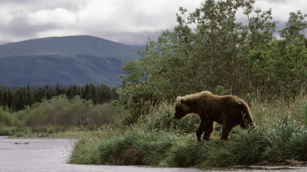 Kanada & Alaska - Der Ruf des Nordens – Bild 11