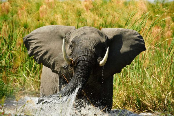 Namibia & Botswana - Wildnis Afrika! – Bild 5