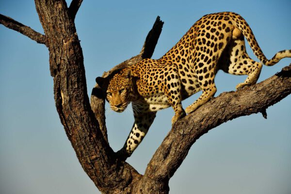 Namibia & Botswana - Wildnis Afrika! – Bild 8