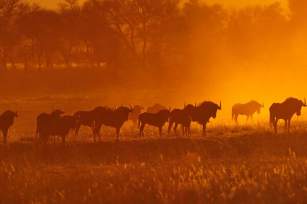 Namibia & Botswana - Wildnis Afrika! – Bild 2