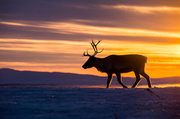 Nordlicht - Zu Hause in Lappland