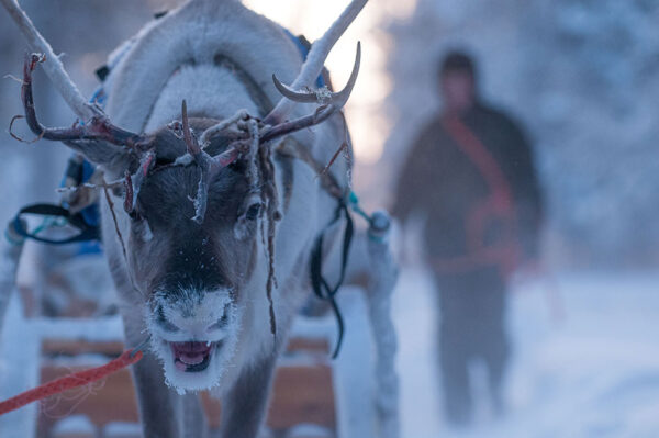 Nordlicht - Zu Hause in Lappland – Bild 7