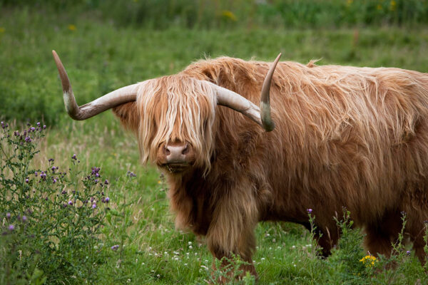 Schottland - Mystik der Highlands und Inseln – Bild 9
