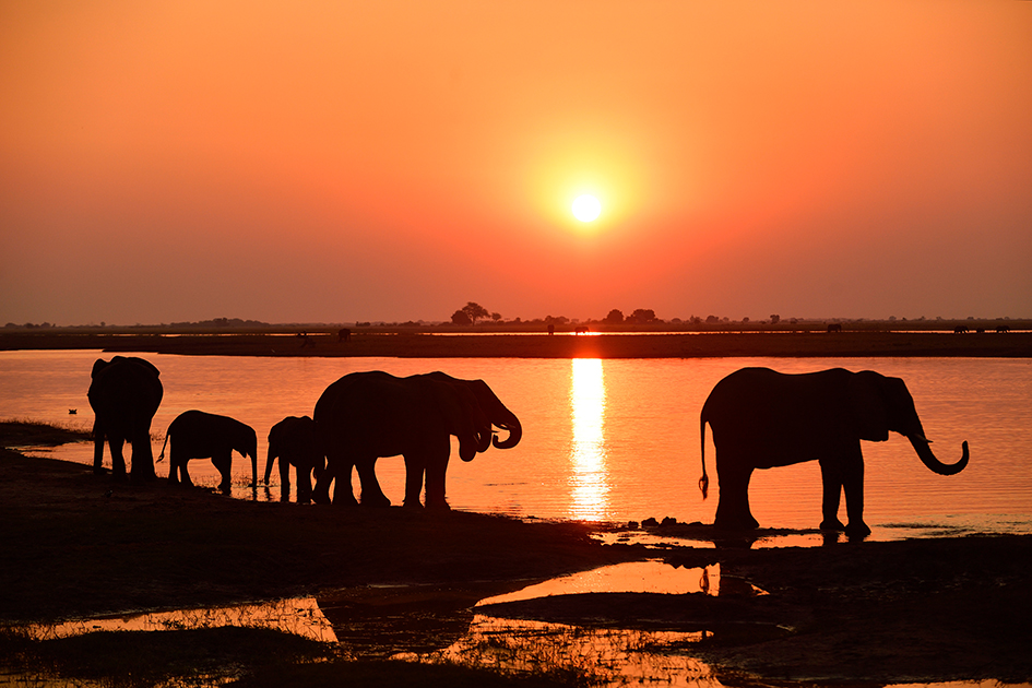 Abenteuer Wildnis! Namibia & Botswana auf der Kinoleinwand