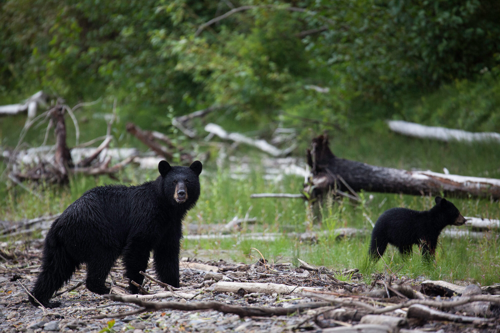 Kanada und Alaska - 3000km Wildnis und Freiheit am Yukon – Bild 5