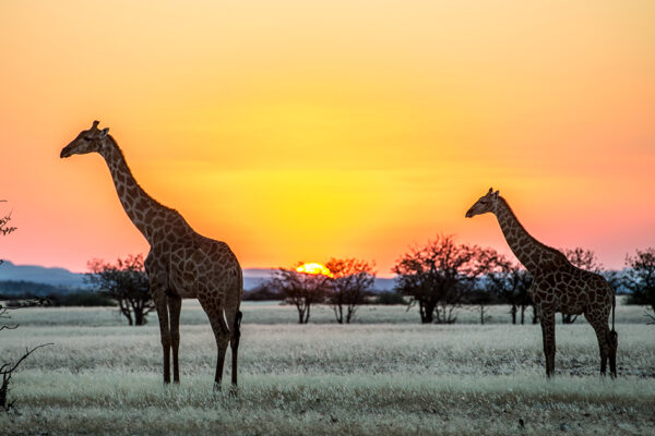 Namibia & Botswana - Abenteuer Afrika – Bild 14