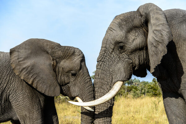 Namibia & Botswana - Abenteuer Afrika – Bild 8
