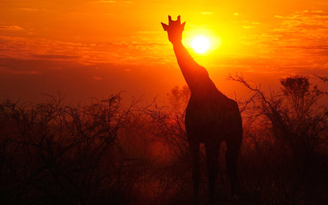 „Tierwelt Afrikas“ auf der großen Leinwand