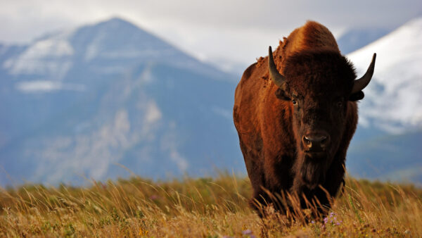 Wildes Amerika – Bild 2