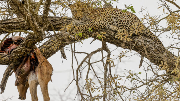 Namibia und Botswana - Echo der Schöpfung – Bild 4