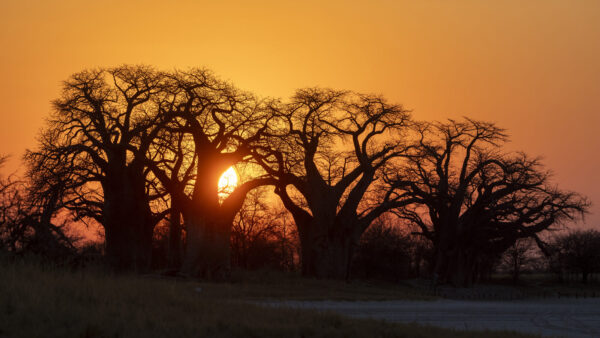 Namibia und Botswana - Echo der Schöpfung – Bild 5