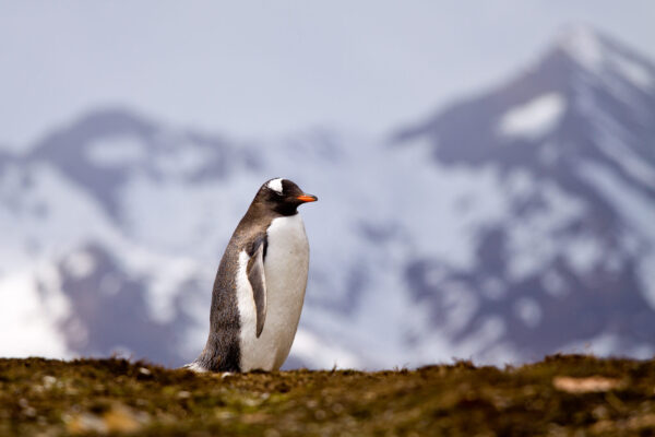 Abenteuer Antarktis – Bild 5
