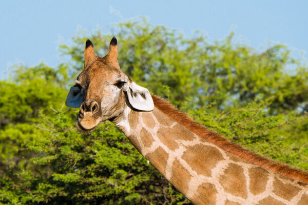 Traumhaftes Namibia – Bild 5