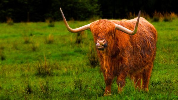 Schottland – Bild 7