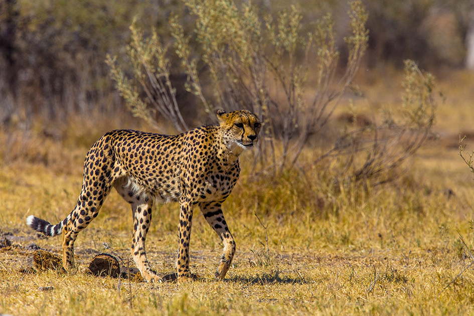Afrika - Unterwegs im wilden Süden – Bild 11