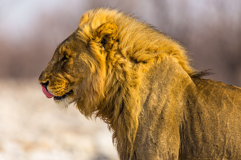 Afrika - Unterwegs im wilden Süden – Bild 3
