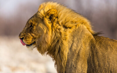 30.11.: „Afrika – Unterwegs im wilden Süden“ im Ahrtal