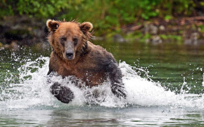 Neue LIVE-Reportage: „Wildnis Amerika“ von Thomas Sbampato