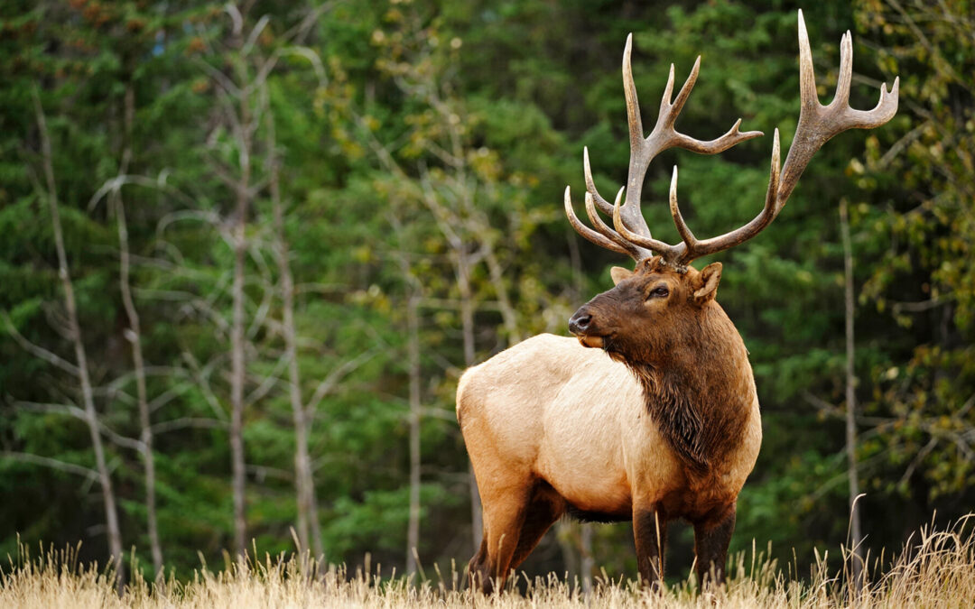 „Wildnis Amerika – Der Ruf des Nordens“