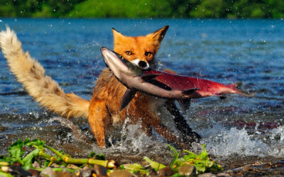 Trailer zur LIVE-Reportage „Wildnis Amerika“