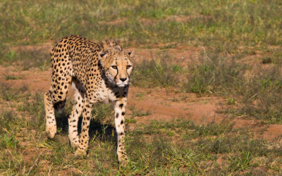 „Traumhaftes Namibia“ am 11.01. in Wesseling