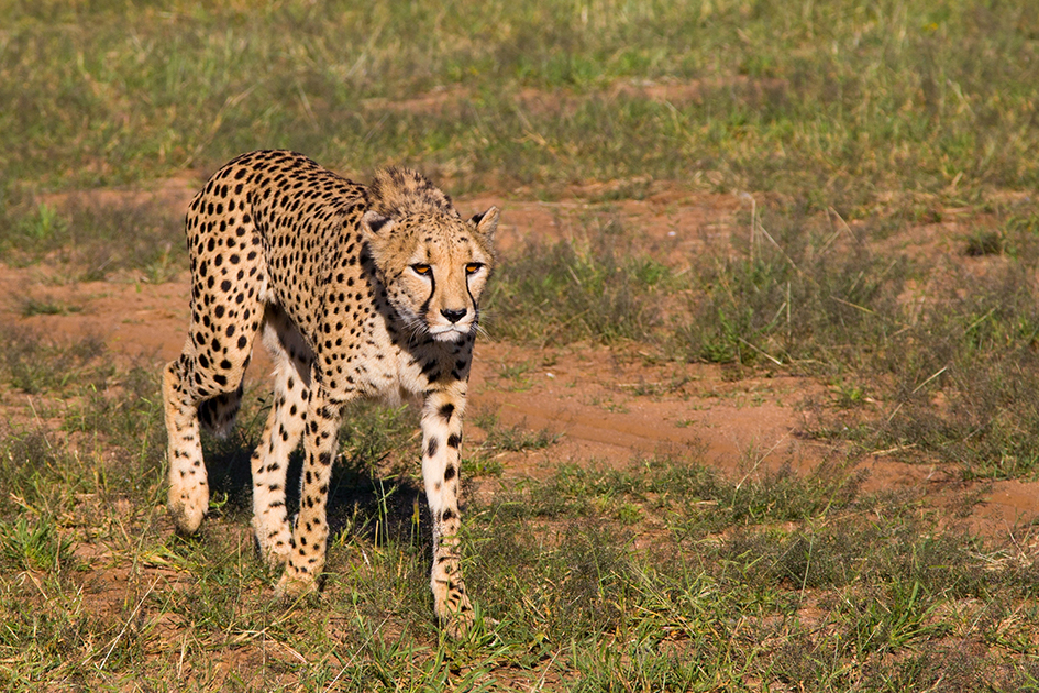 „Traumhaftes Namibia“ am 11.01. in Wesseling
