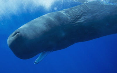 Neuseeland – das wohl „schönste Ende der Welt“