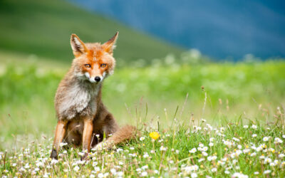Sehnsucht nach ITALIEN