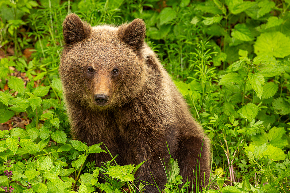 Rumänien – Land jenseits der Wälder – Bild 8
