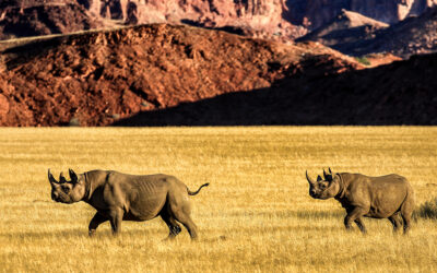 02.11.26: „Namibia“ im Kinopolis Koblenz